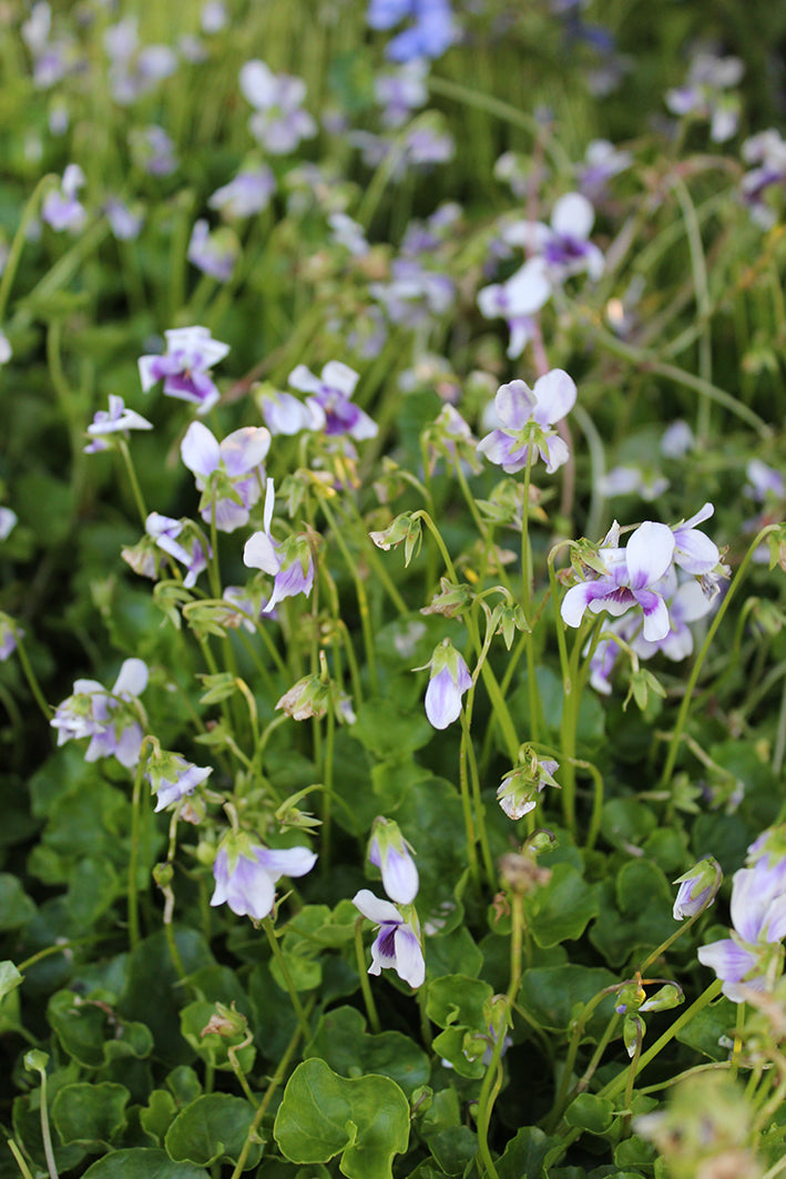Viola hederacea