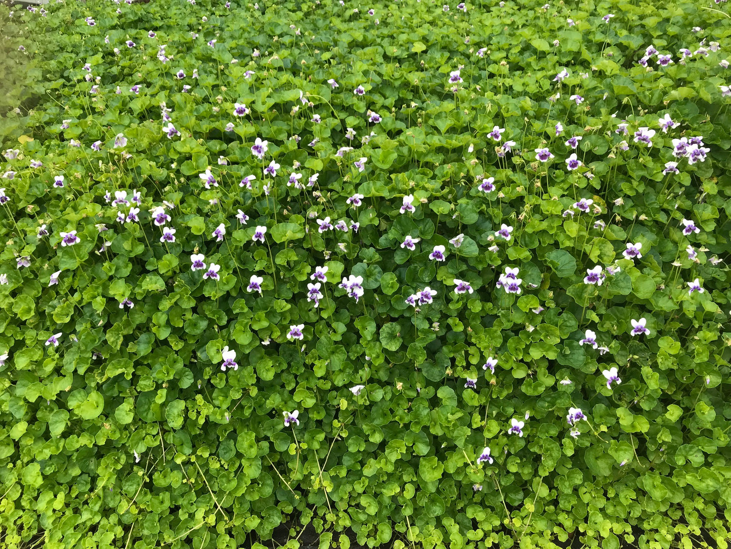 Viola hederacea