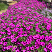 Petunia hybrid Supertunia Vista 'Jazzberry'