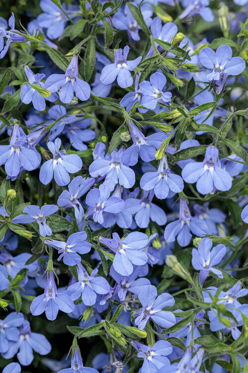 Lobelia erinus 'Lucia Sky Blue'