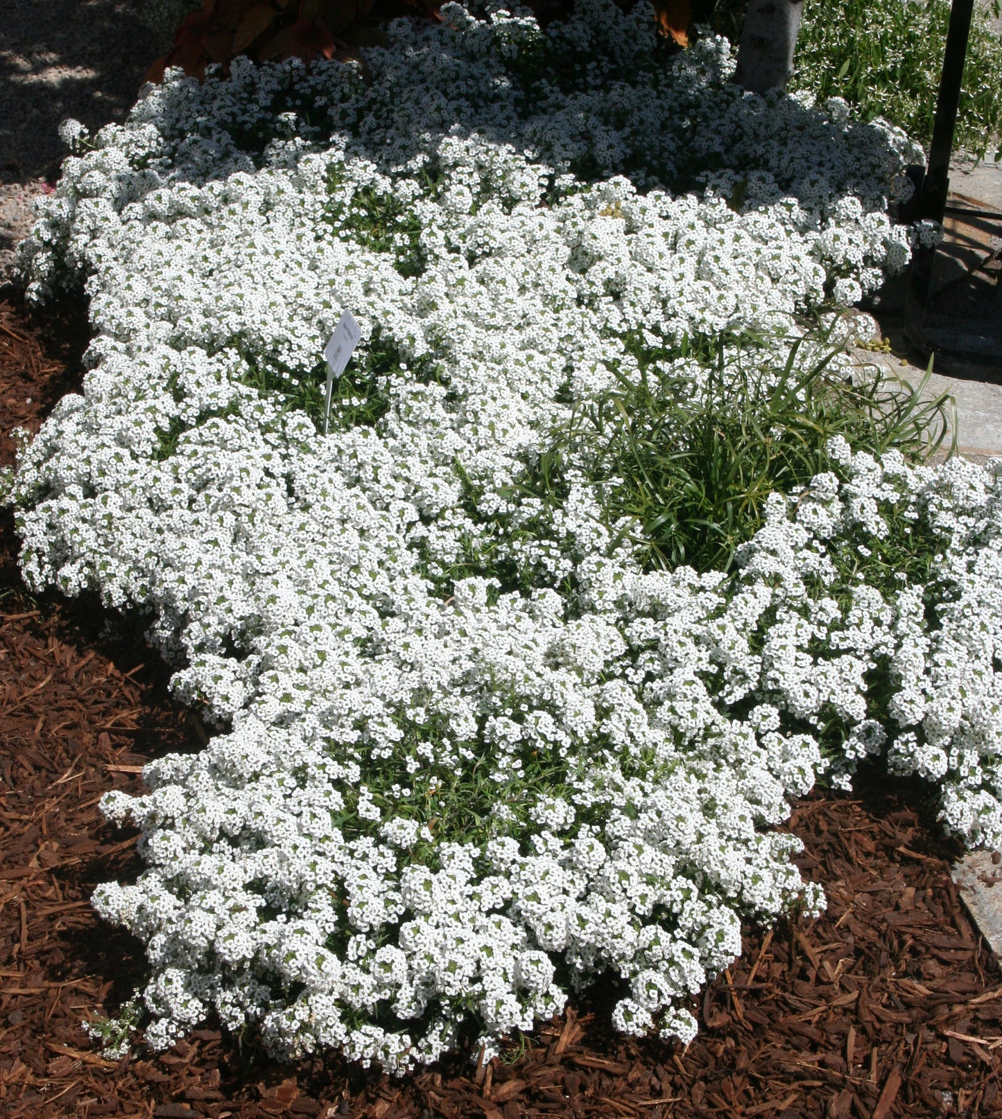 Lobularia hybrid x maritimum 'Snow Princess'