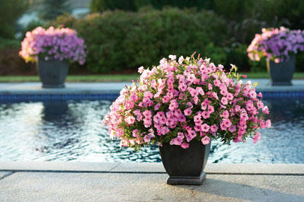 Petunia hybrid Supertunia Vista 'Bubblegum'