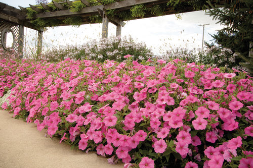 Petunia hybrid Supertunia Vista 'Bubblegum'