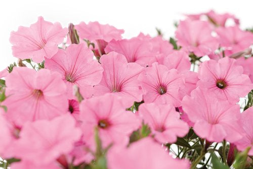 Petunia hybrid Supertunia Vista 'Bubblegum'