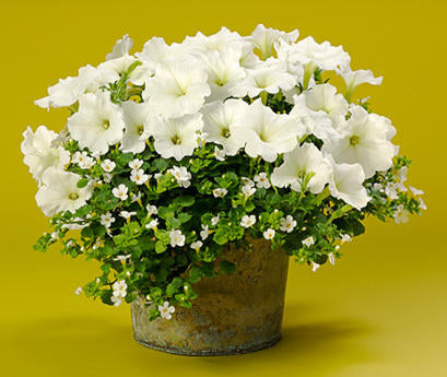 Petunia hybrid Supertunia Mini Vista 'White Charm'