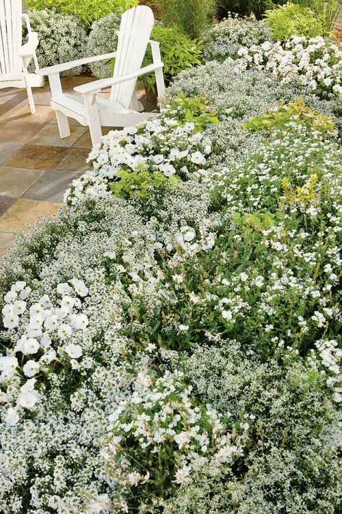 Petunia hybrid Supertunia Mini Vista 'White Charm'