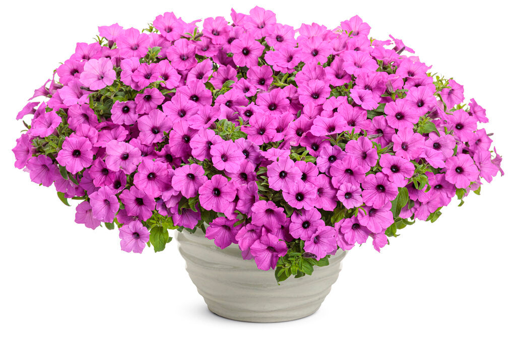 Petunia hybrid Supertunia Vista 'Jazzberry'
