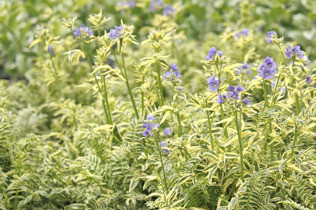 Polemonium caeruleum 'Brise D'Anjou' - NEW