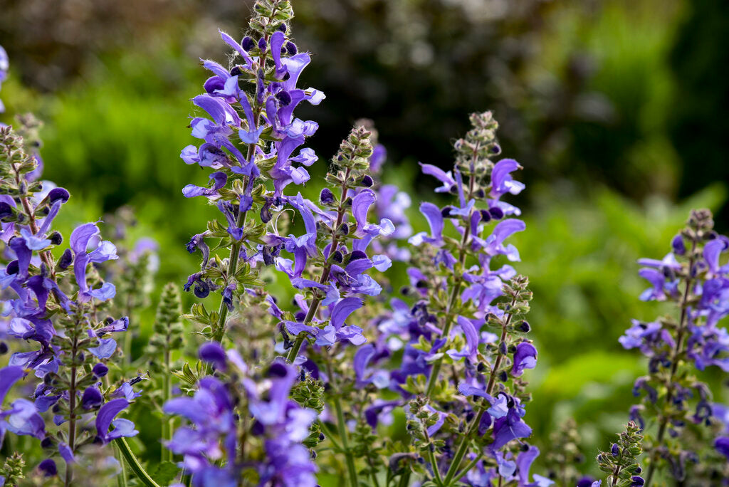 Salvia nemorosa 'Living Large Big Sky' - NEW