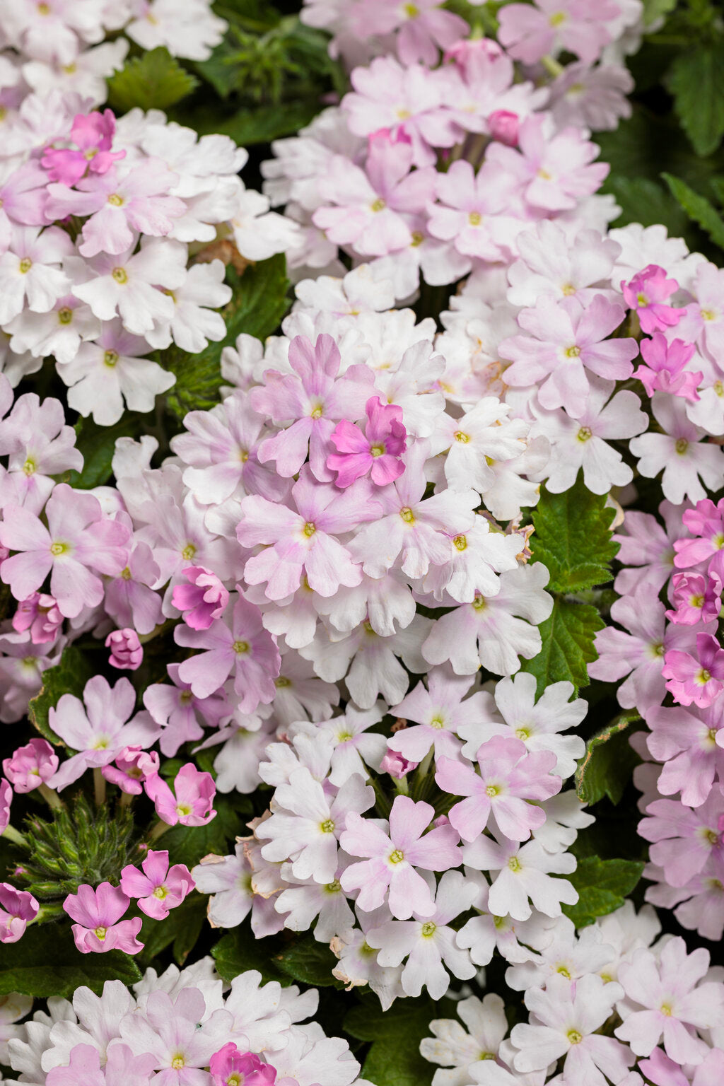 Verbena hybrid 'Superbena Pink Cashmere' - NEW