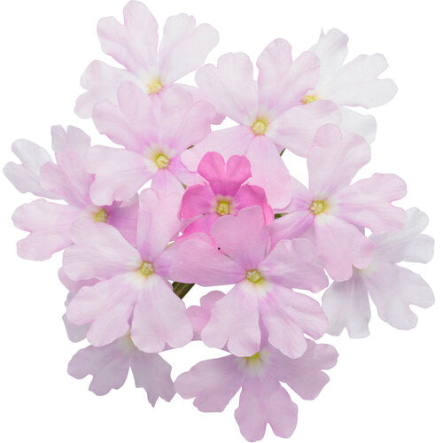 Verbena hybrid 'Superbena Pink Cashmere' - NEW