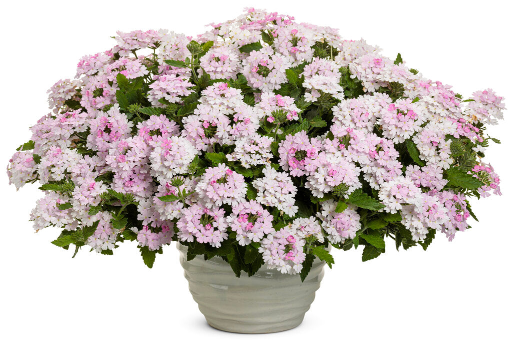 Verbena hybrid 'Superbena Pink Cashmere' - NEW