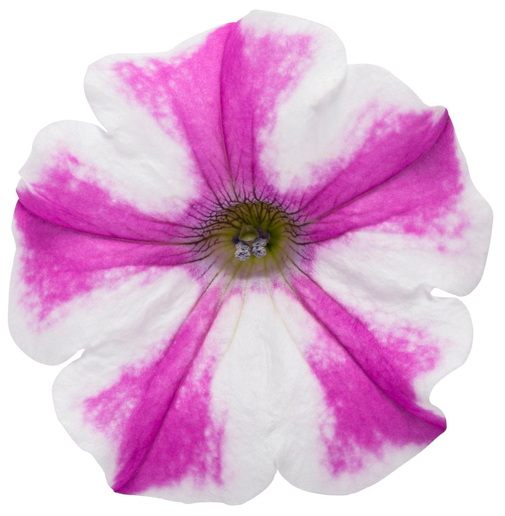 Petunia hybrid Supertunia 'Lovie Dovie'