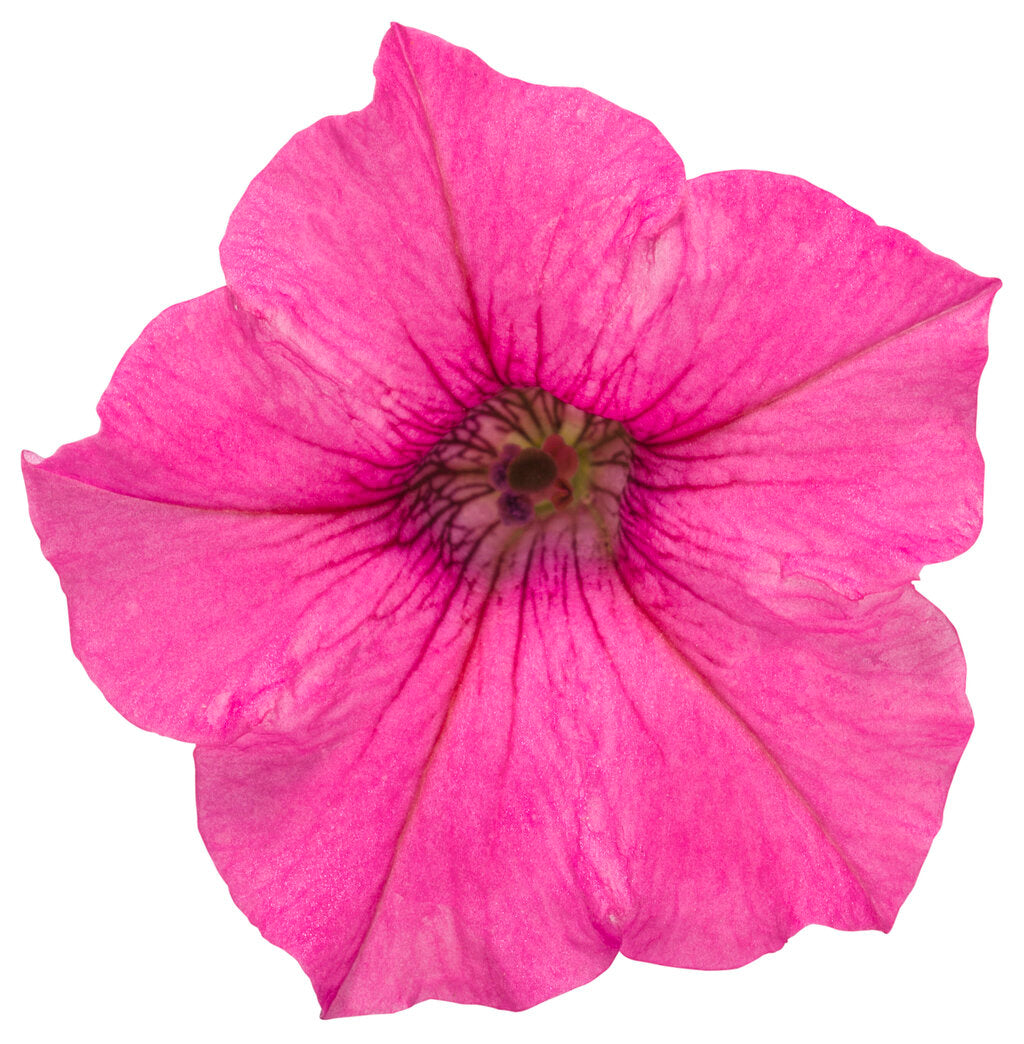 Petunia hybrid Supertunia Mini Vista 'Hot Pink'
