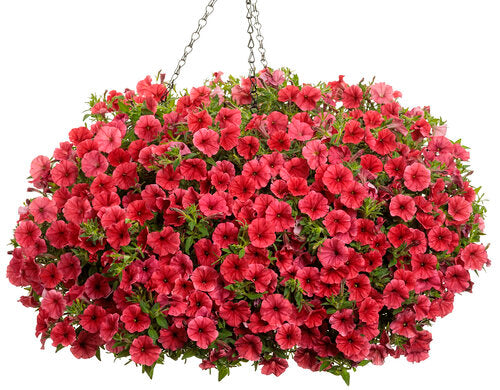 Petunia Supertunia Mini Vista 'Scarlet' - WILL RETUN SPRING 2026