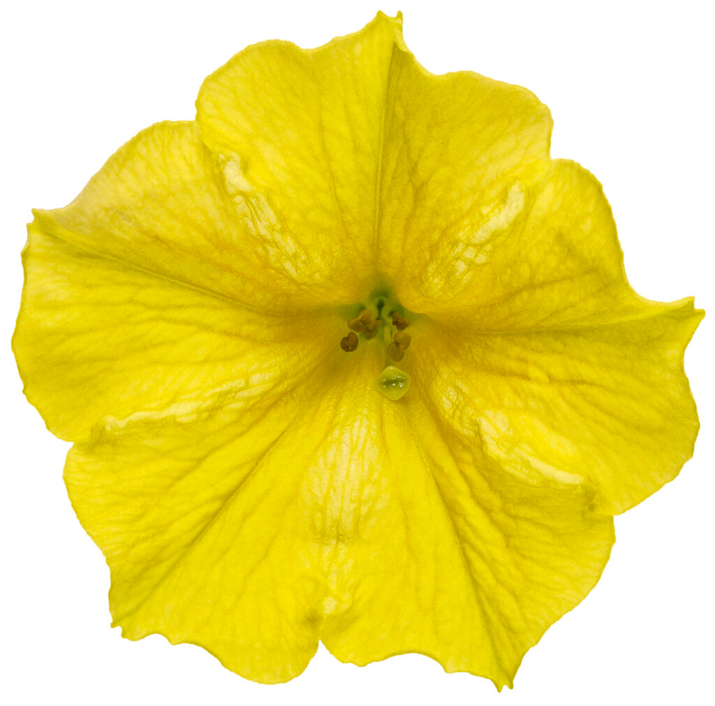 Petunia hybrid Supertunia Mini Vista 'Yellow'