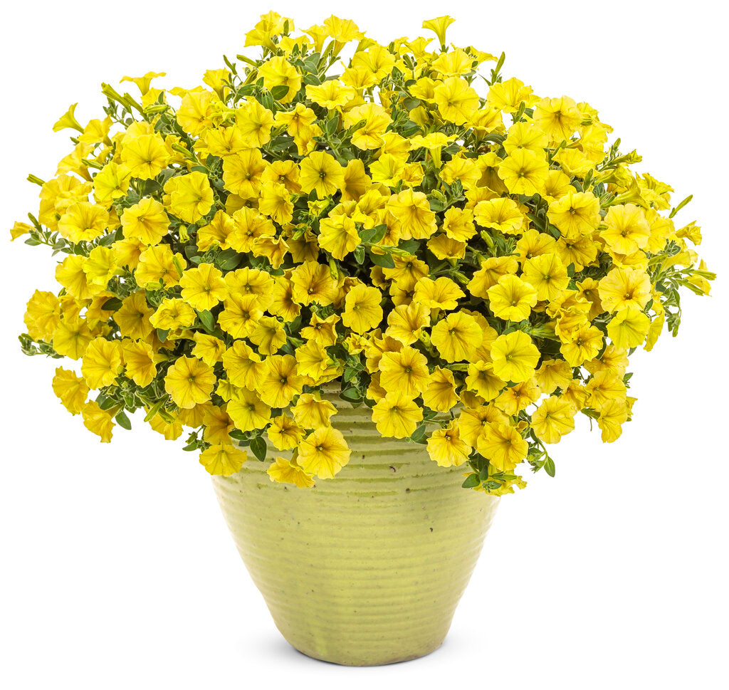 Petunia hybrid Supertunia Mini Vista 'Yellow'