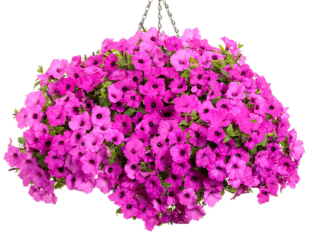 Petunia hybrid Supertunia Vista 'Jazzberry'
