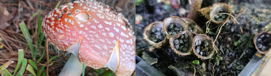A Fun-Guy(gi) or a Scary Guy? Are mushrooms a good sign?