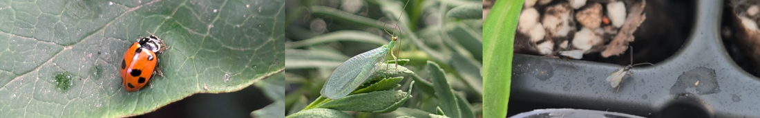 Good Bugs for Bad Bugs (IPM)