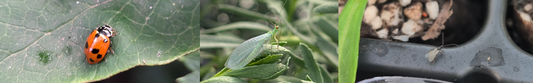 Good Bugs for Bad Bugs (IPM)