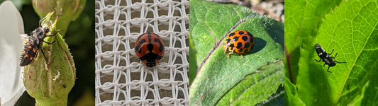 How to Care for Ladybugs in your Garden