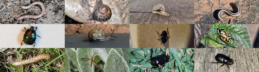 How to Help Decomposers Help YOU in Your Garden