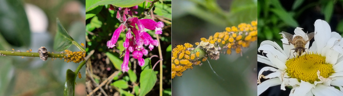 How to Help Hoverflies in your Garden