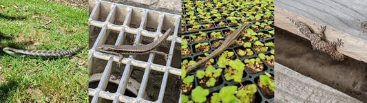 How to Help Lizards in your Garden
