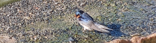 How to Help Welcome Swallows in your Garden
