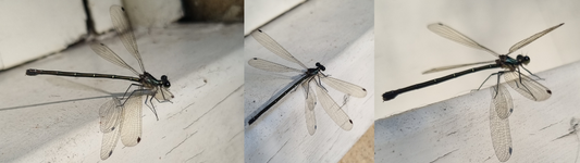 How you can Help Damselflies in your Garden