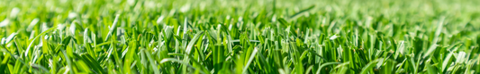 Lawn more like yawn!
