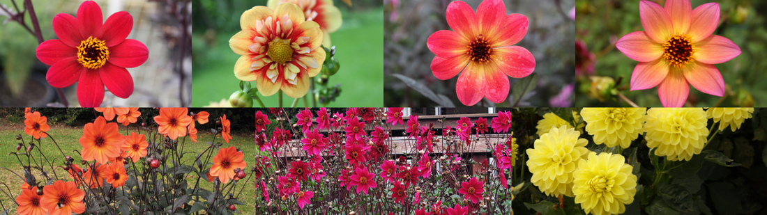 Why We Adore Dr Keith Hammett's Dahlias
