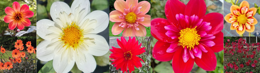 Why We Adore Dr Keith Hammett's Dahlias