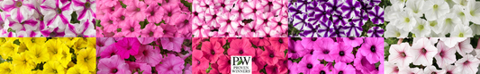 Why We Adore Proven Winners Supertunia Petunia's
