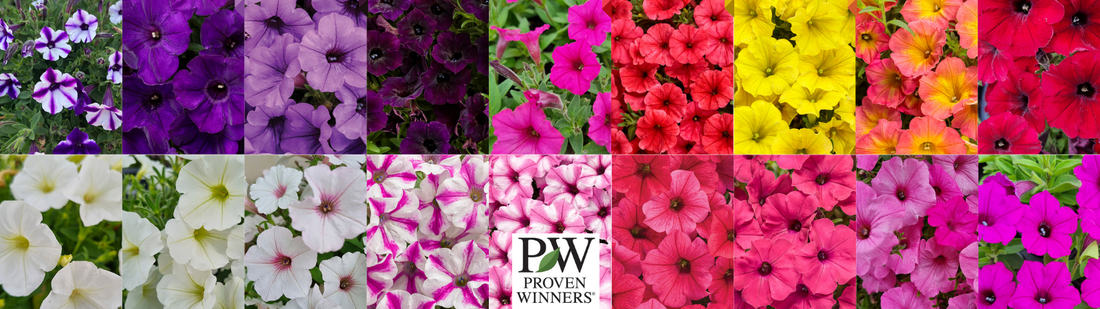 Why We Adore Proven Winners Supertunia Petunia's