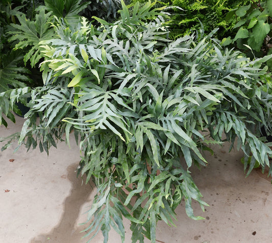 Phlebodium aureum 'Blue Star' - NEW