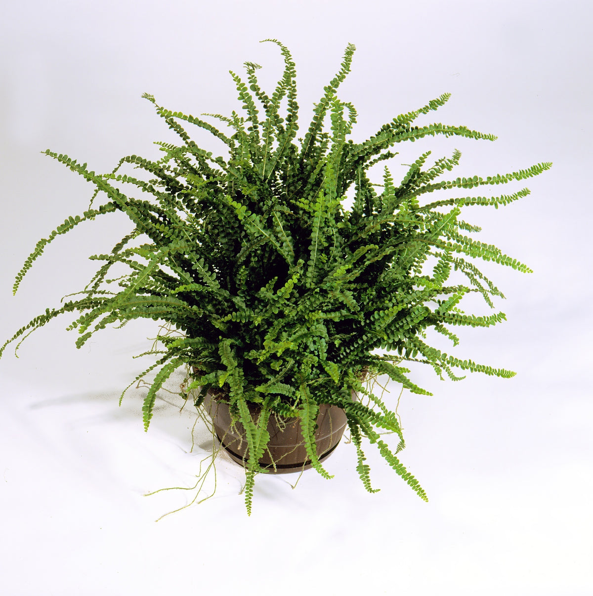 Nephrolepis cordifolia 'Duffi' - NEW