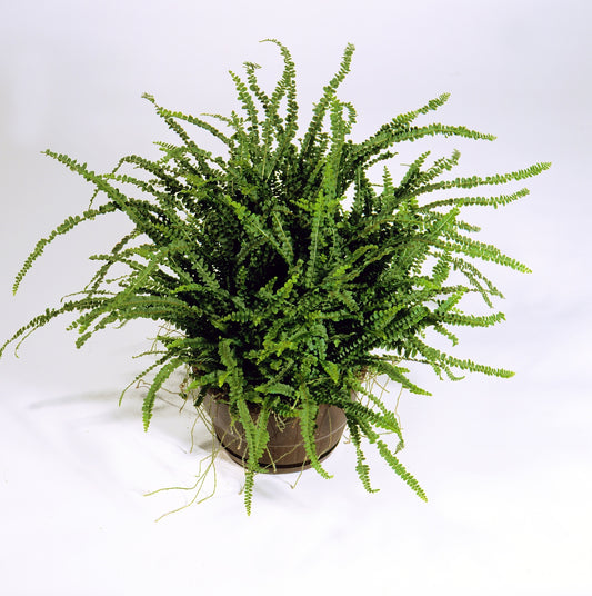 Nephrolepis cordifolia 'Duffi' - NEW