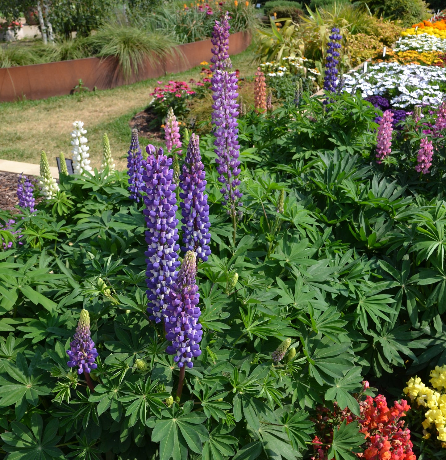 Lupins polyphyllus 'Dwarf Mix Colours' - NEW