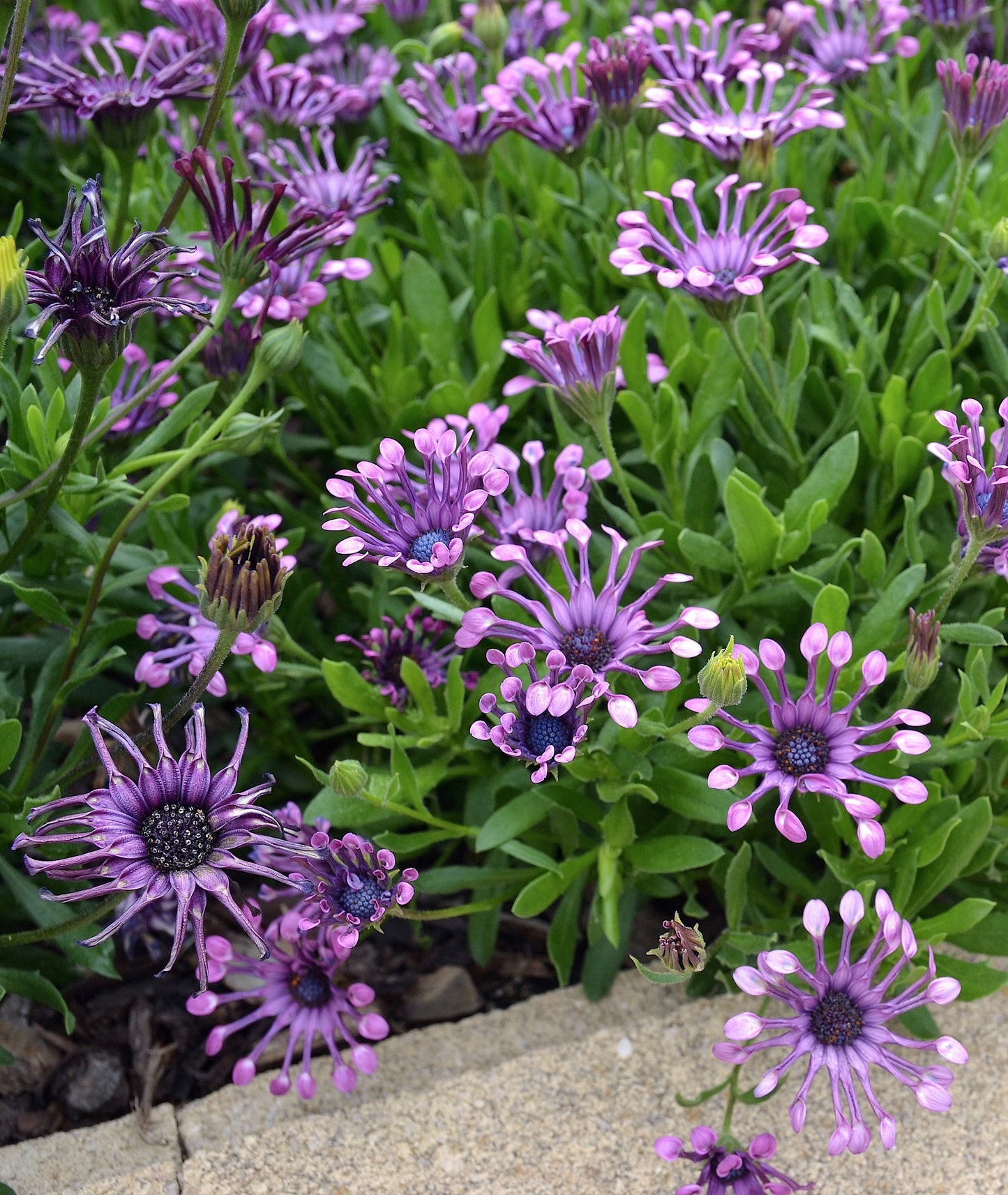 Osteospermum ecklonis 'Serenity Spider Pink' - NEW