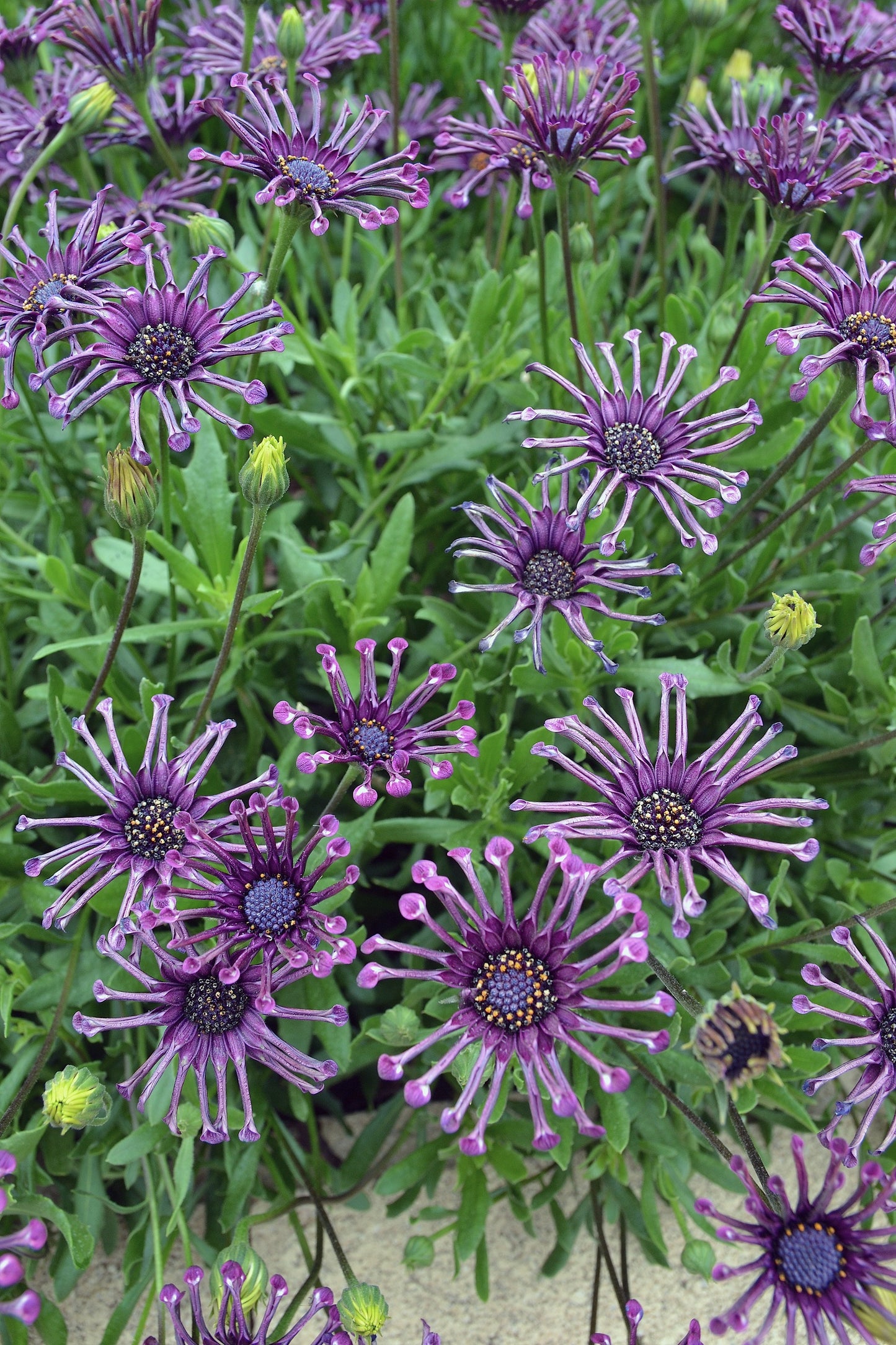 Osteospermum ecklonis 'Serenity Spider Purple' - NEW