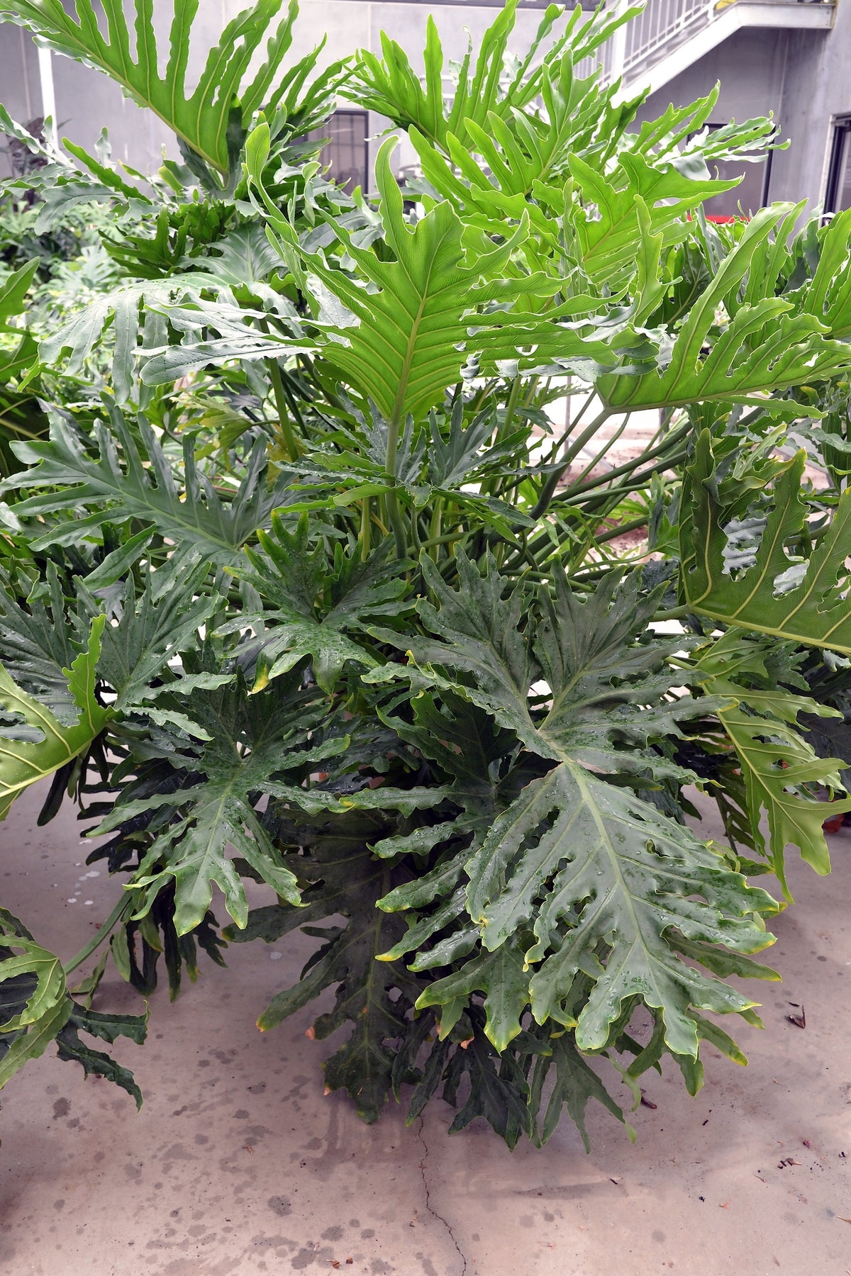 Philodendron bipinnatifidum 'Hope' - NEW