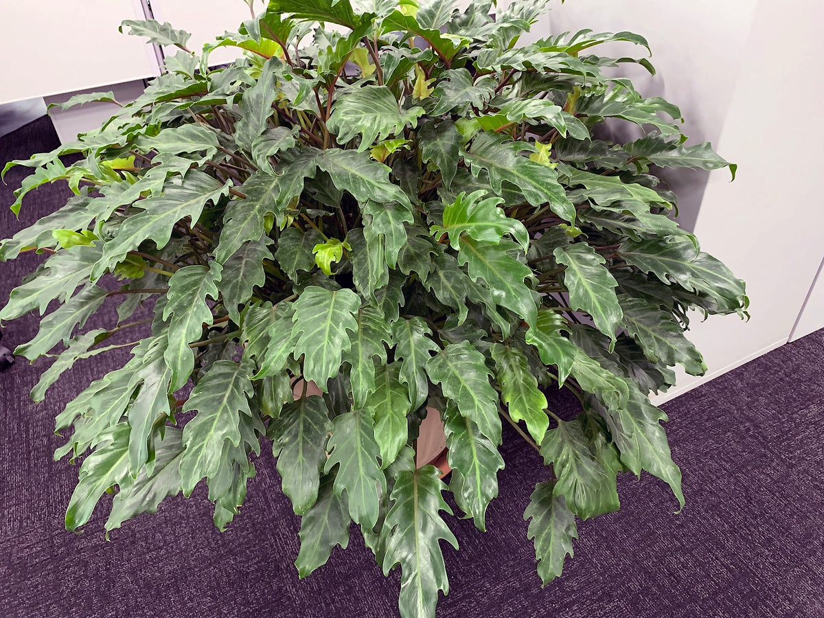 Philodendron xanadu - NEW