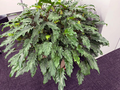 Philodendron xanadu - NEW