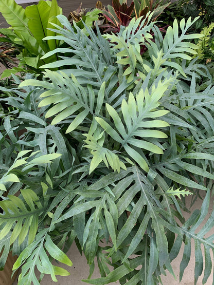 Phlebodium aureum 'Blue Star' - NEW