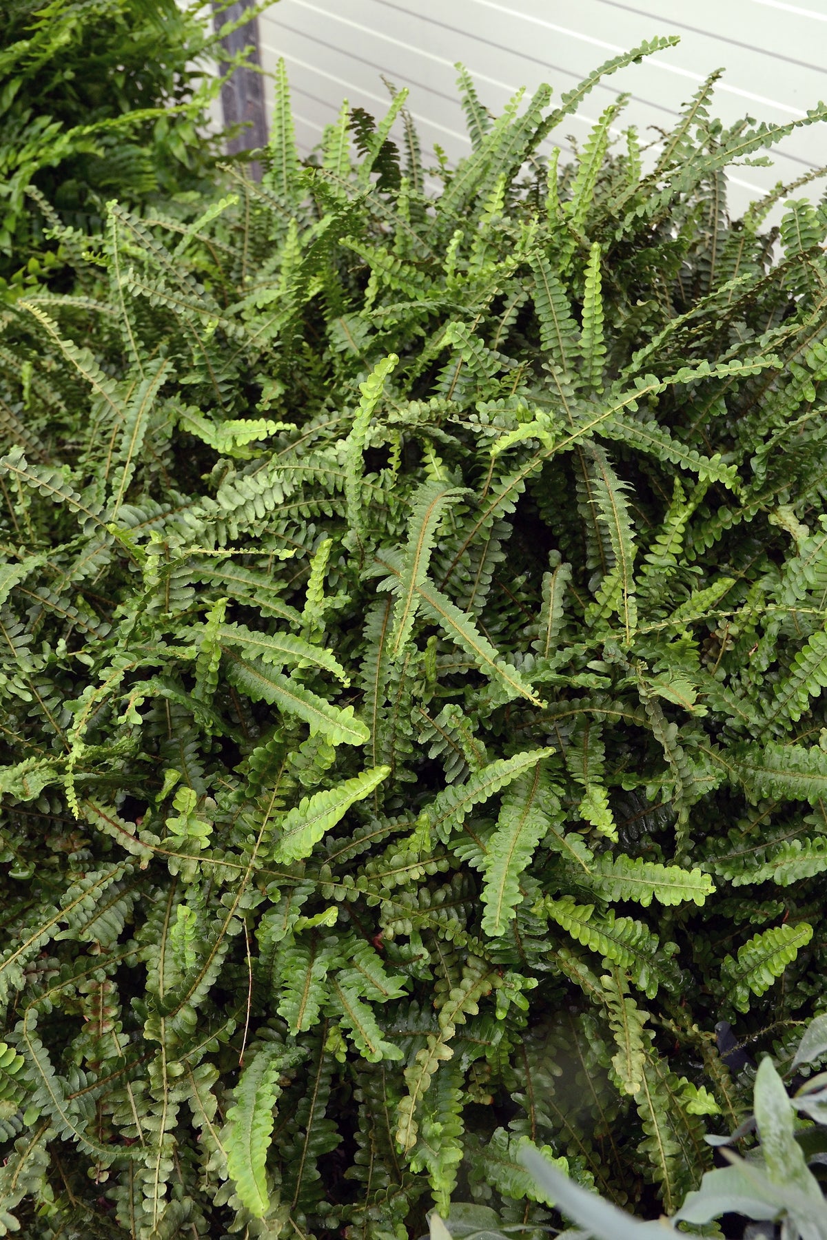 Nephrolepis cordifolia 'Duffi' - NEW