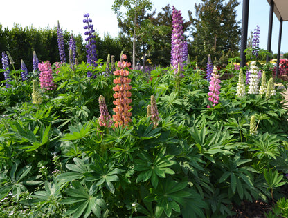 Lupins polyphyllus 'Dwarf Mix Colours' - NEW