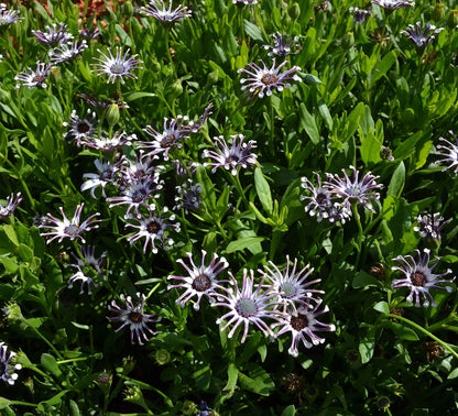 Osteospermum ecklonis 'Serenity Spider White' - NEW