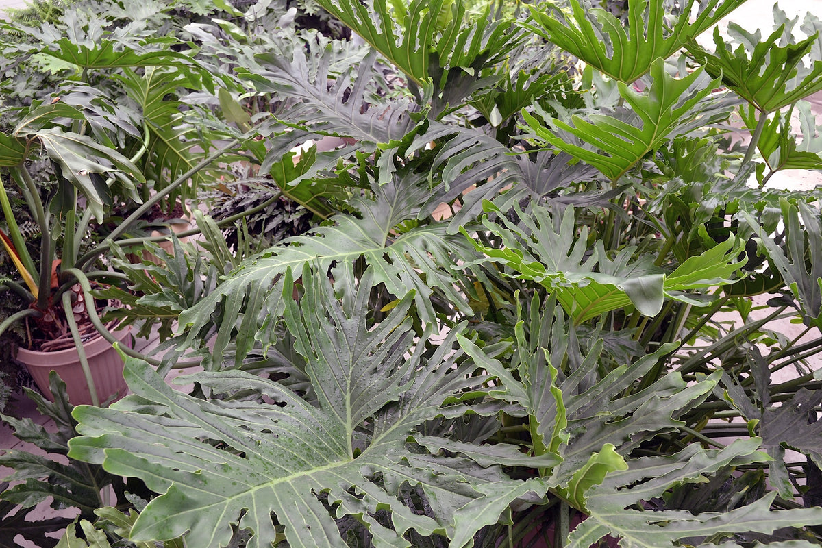 Philodendron bipinnatifidum 'Hope' - NEW